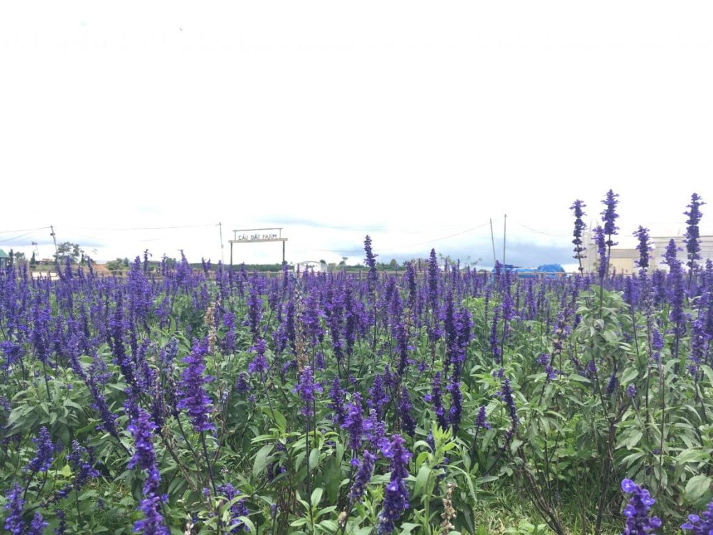 Lavender trong đồi chè cầu đất